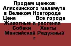 Продам щенков Аляскинского маламута в Великом Новгороде › Цена ­ 5 000 - Все города Животные и растения » Собаки   . Ханты-Мансийский,Радужный г.
